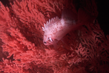HD Rockfish_red_tree_coral